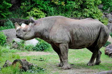 Foto op Plexiglas rhino in the wild © trn