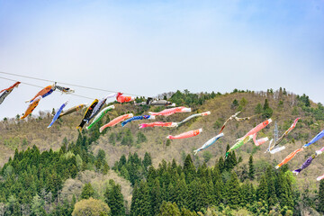 青空と桜と鯉のぼり　山形県白鷹町　
