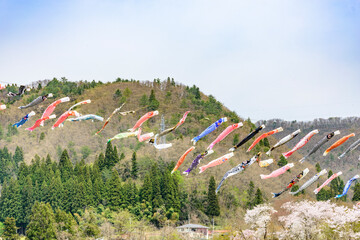 青空と桜と鯉のぼり　山形県白鷹町　
