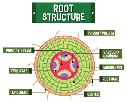 Internal structure of root diagram