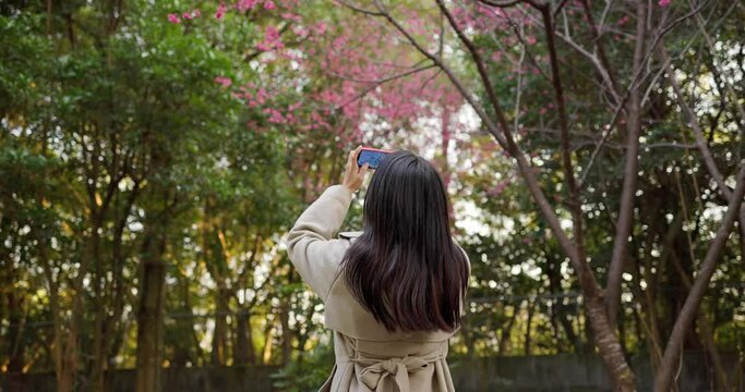Woman take photo on cellphone for sakura tree