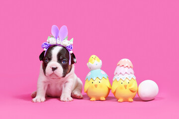 Pied tan French Bulldog dog puppy with Easter bunny ears next to chicks and eggs on pink background...