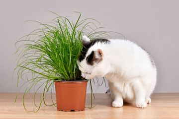 Cat next to potted grass 'Cyperus Zumula' used for cats to help them throw up hair balls