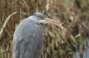 A head shot of a Grey Heron, Ardea cinerea, hunting for food in the reeds growing at the edge of a lake.