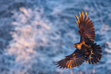 Fototapeta na wymiar Flying black raven bird (Corvus corax) with open wings and snow flakes bokeh, wildlife in nature