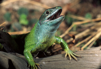 Eastern lizard (Lacerta viridis)