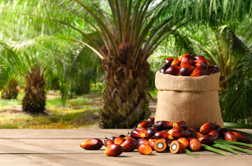 Palm oil nuts in burlap sack with palm oil farming background.