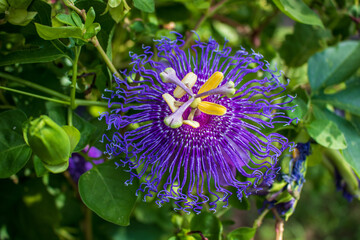 A coseup of a beautiful purple passion flower, the sentific name is  Passiflora incarnata or Maypop and is a herbaceaus vine,  that attacts butterflies aka the butterfly flower
