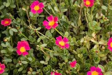 Close-up of a blooming Pink Purslane in a garden also known as Portulaca pilosa or grandiflora
