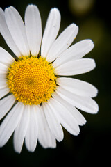 Obraz premium Marguerite orange, pâquerette, fleurs des jardins