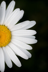 Obraz premium Marguerite orange, pâquerette, fleurs des jardins