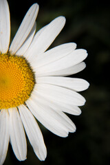 Obraz premium Marguerite orange, pâquerette, fleurs des jardins