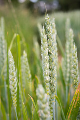 Culture de céréales