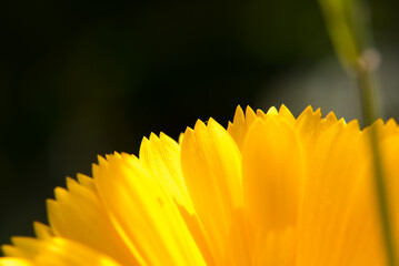 Marguerite orange, pâquerette, fleurs des jardins