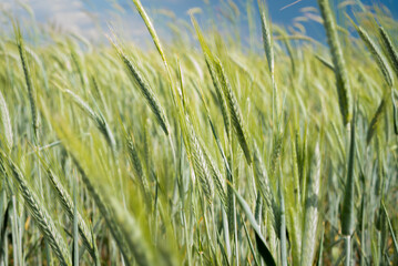 Culture de céréales