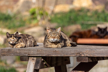 Two stray cats lying in the sun and looking straight ahead.