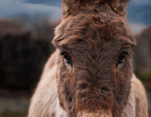 Portrait of a brown donkey standing in a garden 