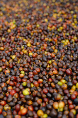 Selective focus of raw coffee fruit background.