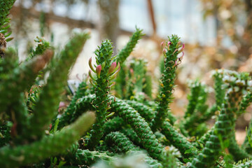 Euphorbia guentheri in botanic garden