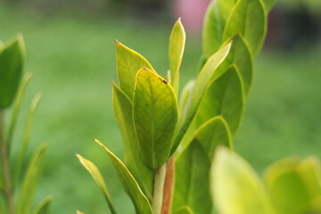 Nature view of green leaves on blurred greeny background in nature