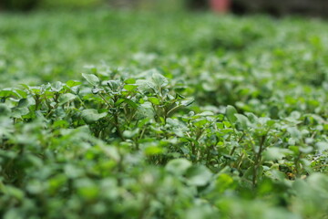 Green fresh leaves of cress salad with drops of water, watercress microgreens close up with soft focus. Homegrown herbs. Healthy nutritious super food concept