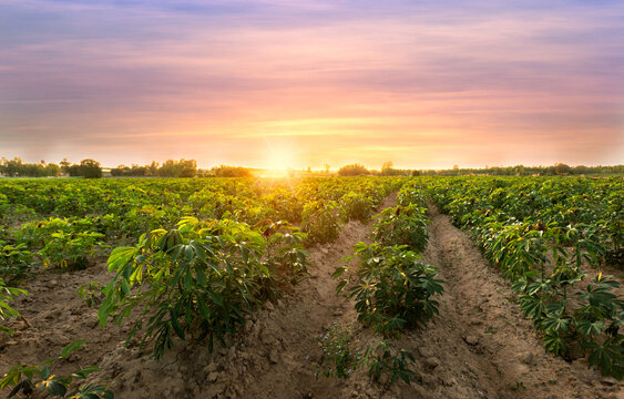 row of cassava tree in field. Growing cassava, young shoots growing sunset background.The cassava is the tropical food plant, This is the landscape of cassava plantation in the Thailand.