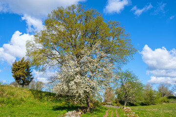 Fototapeta na wymiar Rural landscape view with flowering trees in the spring