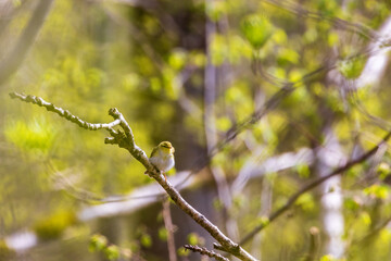 Willow warbler on a tree branch in a forest at springtime