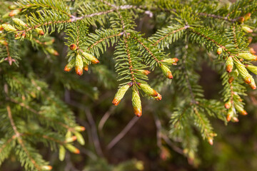 Fototapeta premium Spruce tree with green buds in spring