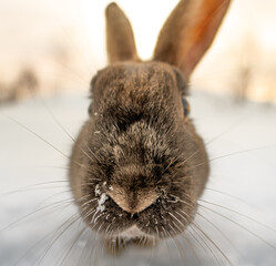 Dark brown typical Icelandic rabbit head-on with the ground completely covered in snow and the...