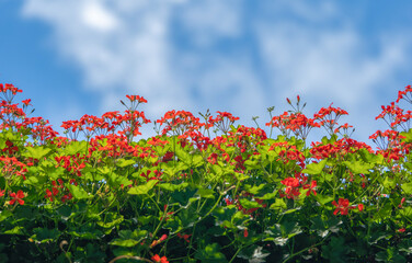 Pelargonium geranium storksbills cranesbill