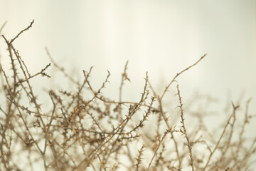 Dry thorn isolated on white background