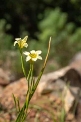 Deurstickers Moraea sp., seen in the Bain's Kloof near Wellington, Western Cape of South Africa © Christian Dietz