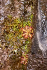 Deurstickers Drosera aliciae (a carnivorous plant) growing vertically on a wall in the Bain's Kloof © Christian Dietz