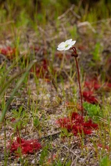 Foto op Canvas white flowering plant of Drosera trinervia in the Bain's Kloof © Christian Dietz