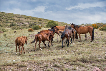 horses in the meadow