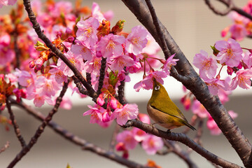 河津桜とメジロ
