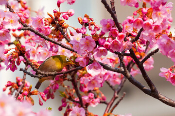 河津桜とメジロ