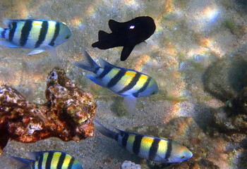 Close-up of school of Sergeant major, fish belongs to the Family Pomacentridae, scientific name is...