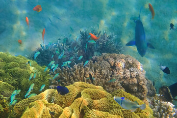 Obraz na płótnie Canvas Biodiversity of exotic fish inhabiting coral reefs at the Red Sea, Sinai, Middle East