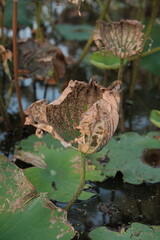 Lotus leaf in the pond. Close up of lotus leaf.