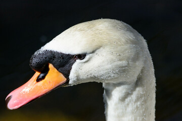 Schwan