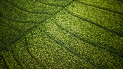 Rice field close up Bali