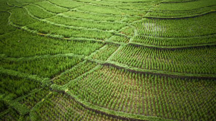 Rice field close up Bali