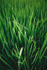 Rice field close up Bali
