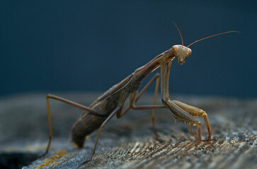 praying mantis insect close up on blurred background