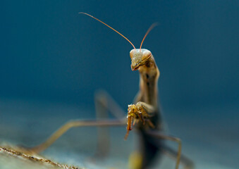 praying mantis in combat position