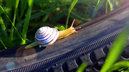 a sunlit snail travels on a car tire against a background of summer greenery © adept72