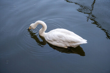 White swans are feeding in the swamp.