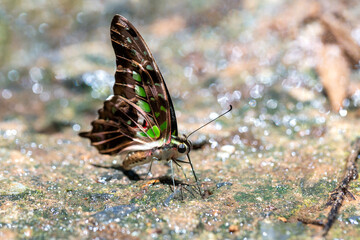 Fototapeta na wymiar Colorful beautiful butterfly in nature